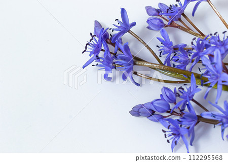 Beautiful blue flowers snowdrops Scilla bifolia alpine squill, two-leaf squill on a white background with space for text. Spring decoration Beautiful blue flowers snowdrops Scilla bifolia alpine squill, two-leaf squill on a white background with space for text. Spring decoration 112295568