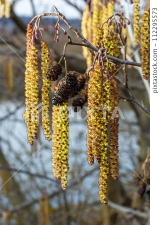 Small branch of black alder Alnus glutinosa with male catkins and female red flowers. Blooming alder in spring beautiful natural background with clear earrings and blurred background 112295573