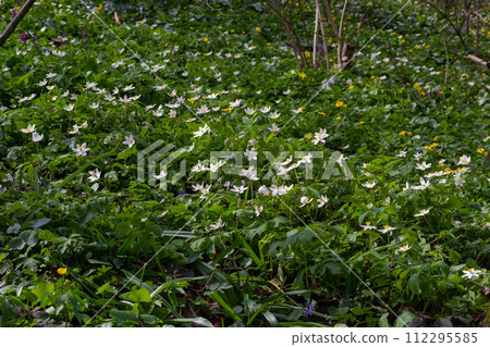 The many white wild flowers in spring forest. Blossom beauty, nature, natural. Sunny summer day, green grass in park. Anemonoides nemorosa The many white wild flowers in spring forest. Blossom beauty, nature, natural. Sunny summer day, green grass in park. Anemonoides nemorosa 112295585