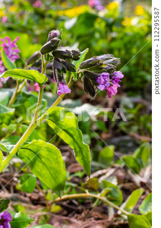 Pulmonaria, lungwort flowers of different shades of violet in one inflorescence. Honey plant of Ukraine. The first spring flowers. Pulmonaria officinalis. Pulmonaria officinalis bloom Pulmonaria, lungwort flowers of different shades of violet in one inflorescence. Honey plant of Ukraine. The first spring flowers. Pulmonaria officinalis. Pulmonaria officinalis bloom 112295587
