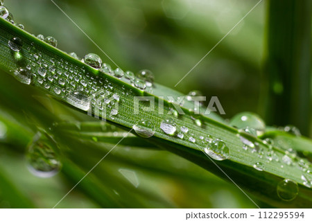 Water drops on the green grass. Morning dew, watering plants. Drops of moisture on leaves after rain. Beautiful green background on an ecological theme Water drops on the green grass. Morning dew, watering plants. Drops of moisture on leaves after rain. Beautiful green background on an ecological theme 112295594