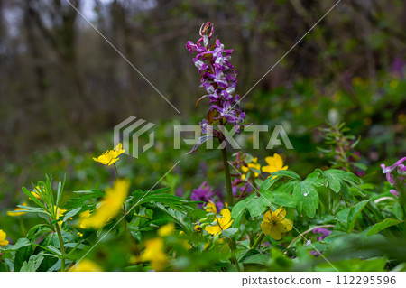 Corydalis. Corydalis solida. Violet flower forest blooming in spring. The first spring flower, purple. Wild corydalis in nature 112295596