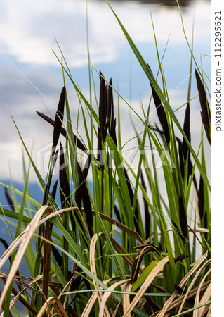 Carex acuta - found growing on the margins of rivers and lakes in the Palaearctic terrestrial ecoregions in beds of wet, alkaline or slightly acid depressions with mineral soil 112295621