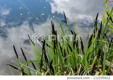 Carex acuta - found growing on the margins of rivers and lakes in the Palaearctic terrestrial ecoregions in beds of wet, alkaline or slightly acid depressions with mineral soil 112295622