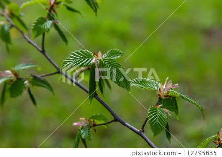 Hornbeam leaf in the sun. Hornbeam tree branch with fresh green leaves. Beautiful green natural background. Spring leaves Hornbeam leaf in the sun. Hornbeam tree branch with fresh green leaves. Beautiful green natural background. Spring leaves 112295635