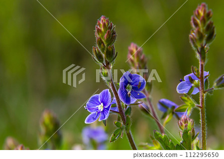 Closeup on the brlliant blue flowers of germander speedwell, Veronica chamaedrys growing in spring in a meadow, sunny day, natural environment Closeup on the brlliant blue flowers of germander speedwell, Veronica chamaedrys growing in spring in a meadow, sunny day, natural environment 112295650