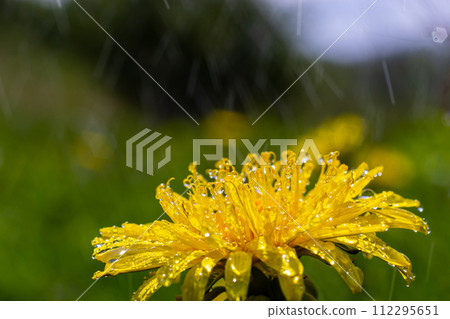 Yellow daisies bloom after the rain and the pollen grains are covered with water droplets Yellow daisies bloom after the rain and the pollen grains are covered with water droplets 112295651