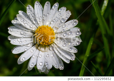 White daisies flowers growing together on a green lawn. Floral spring background 112295652