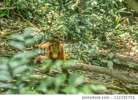 野生兒童orang utan 野生兒童orang utan 112295758