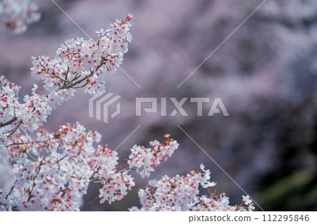 京都府龜岡市的櫻花呢喃：拍攝盛開的七谷川 112295846
