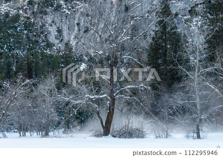 Snow-covered trees in Yosemite national park Snow-covered trees in Yosemite national park 112295946