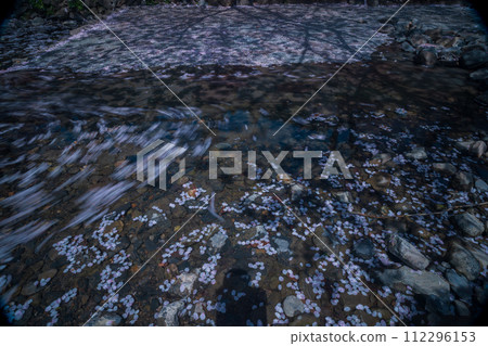 The murmuring cherry blossoms in Kameoka City, Kyoto Prefecture: Photographing the Nanatani River in full bloom 112296153