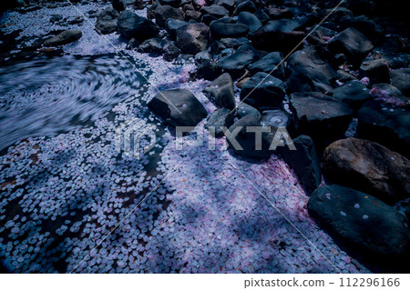 The murmuring cherry blossoms in Kameoka City, Kyoto Prefecture: Photographing the Nanatani River in full bloom The murmuring cherry blossoms in Kameoka City, Kyoto Prefecture: Photographing the Nanatani River in full bloom 112296166