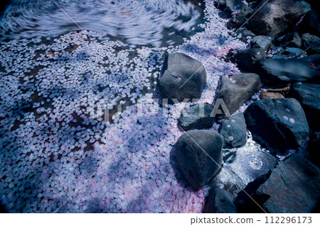 The murmuring cherry blossoms in Kameoka City, Kyoto Prefecture: Photographing the Nanatani River in full bloom 112296173