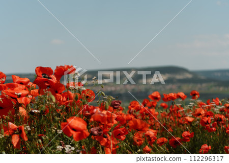 Field blossoming poppies. Poppy field. 112296317