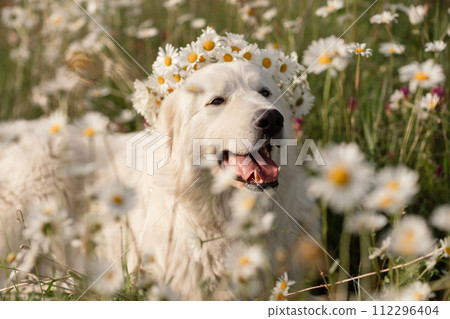 Daisies white dog Maremma Sheepdog in a wreath of daisies sits on a green lawn with wild flowers daisies, walks a pet. Cute photo with a dog in a wreath of daisies. Daisies white dog Maremma Sheepdog in a wreath of daisies sits on a green lawn with wild flowers daisies, walks a pet. Cute photo with a dog in a wreath of daisies. 112296404