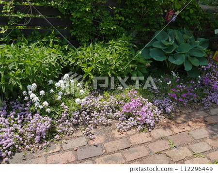 Spring garden with lots of small flowers 112296449