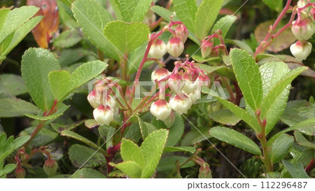 black bean tree flower 112296487