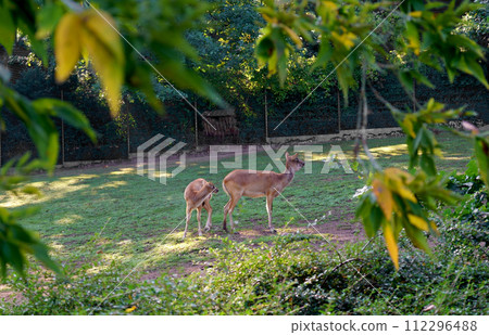 PRAGUE, CZECH REPUBLIC - 2023 112296488