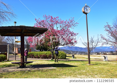 神奈川縣:縣立小田原諦訪原公園展望廣場與冷櫻花 神奈川縣:縣立小田原諦訪原公園展望廣場與冷櫻花 112296585