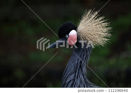 Profile of the Gray Crowned Crane 112296640