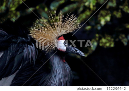 Close-up of the profile of a gray crowned crane Close-up of the profile of a gray crowned crane 112296642
