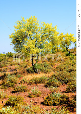 Palo Verde Tree, Sonora Desert, Spring and in bloom 112296992