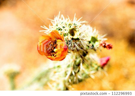 Cholla cactus, Sonora Desert, Mid Spring in blossom 112296993