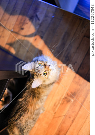 Cat  112297048