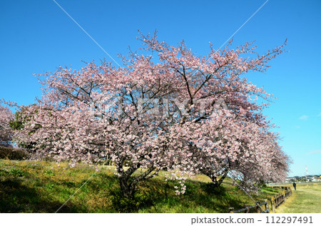 埼玉縣深谷市半之森公園美麗的河津櫻花 埼玉縣深谷市半之森公園美麗的河津櫻花 112297491