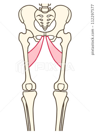 長內收肌 長內收肌 112297577