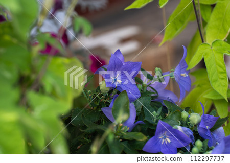Purple bellflower flowers blooming in early autumn Purple bellflower flowers blooming in early autumn 112297737