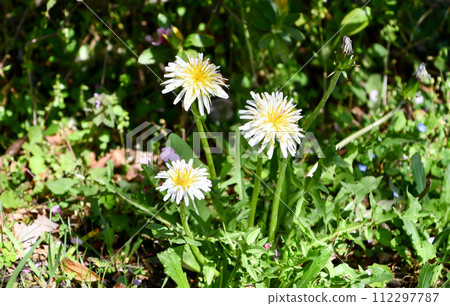 White banana dandelion 112297787