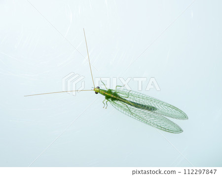 Kusakagerau 112297847