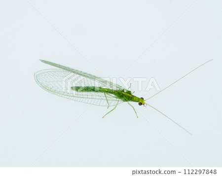 Kusakagerau Kusakagerau 112297848