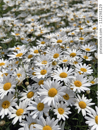 拍攝公園裡一片盛開的白色菊花 拍攝公園裡一片盛開的白色菊花 112298129