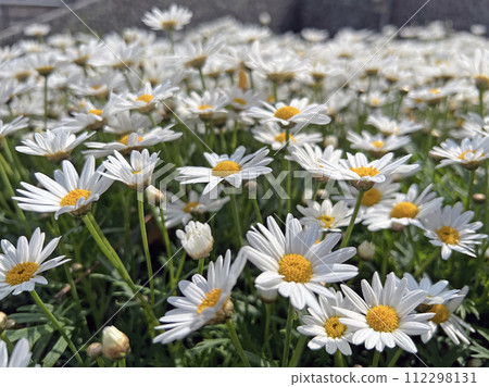 Photographing a field of blooming white chrysanthemums in the park 112298131