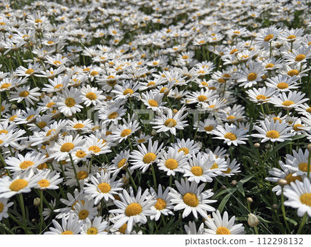 Photographing a field of blooming white chrysanthemums in the park Photographing a field of blooming white chrysanthemums in the park 112298132
