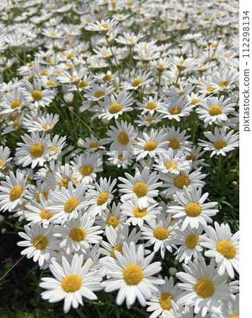 拍攝公園裡一片盛開的白色菊花 拍攝公園裡一片盛開的白色菊花 112298134