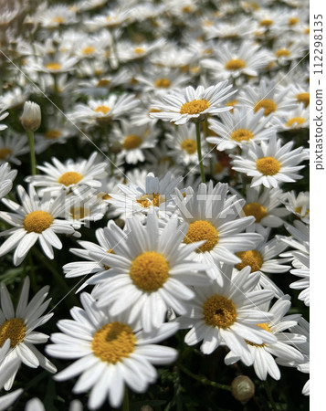 拍攝公園裡一片盛開的白色菊花 拍攝公園裡一片盛開的白色菊花 112298135