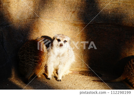 meerkat  112298199