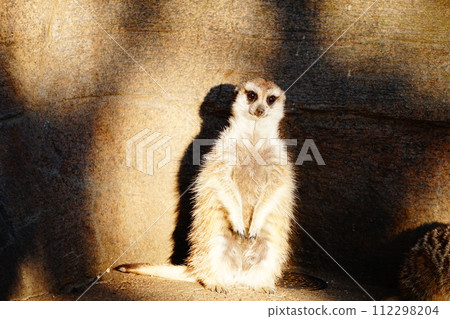 meerkat meerkat 112298204