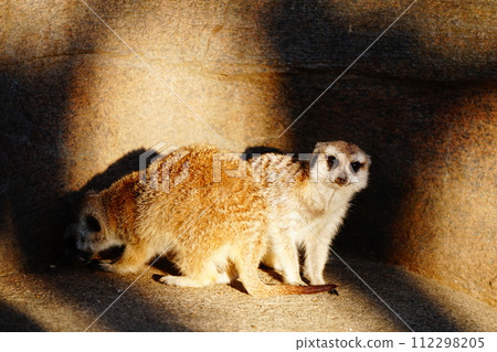 狐獴 狐獴 112298205