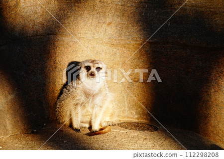 狐獴 狐獴 112298208