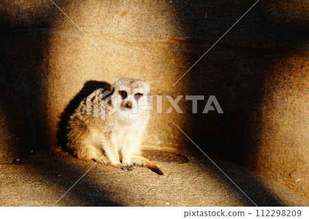 狐獴 狐獴 112298209