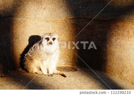 狐獴 112298210