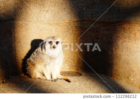 meerkat  112298212