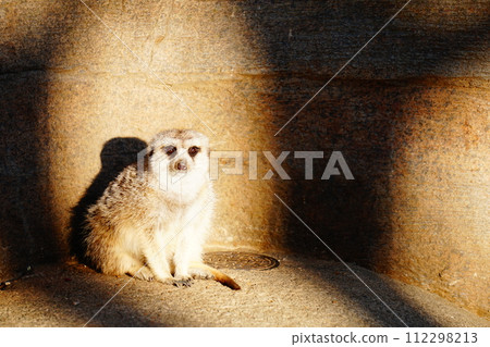meerkat meerkat 112298213