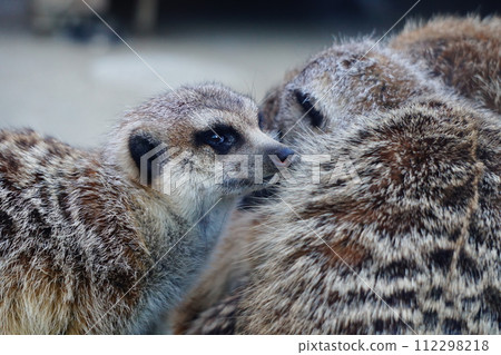 meerkat meerkat 112298218