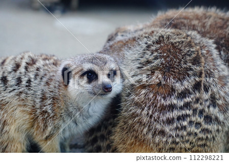 狐獴 狐獴 112298221